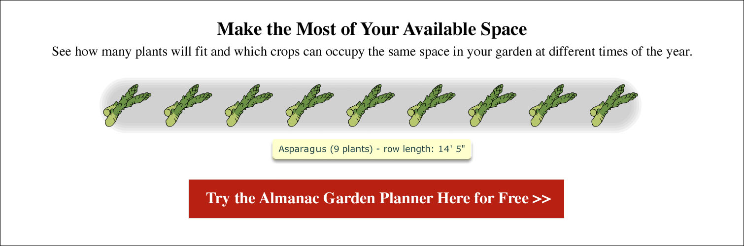Asparagus spacing